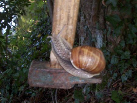 voici notre escargot